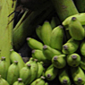 Paul Nevin Sri Lanka Photo Banana